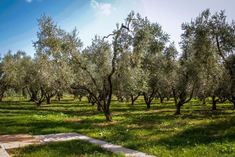 Borgo Rurale San Giusto Konuk evi Castagneto Carducci Dış mekan fotoğraf
